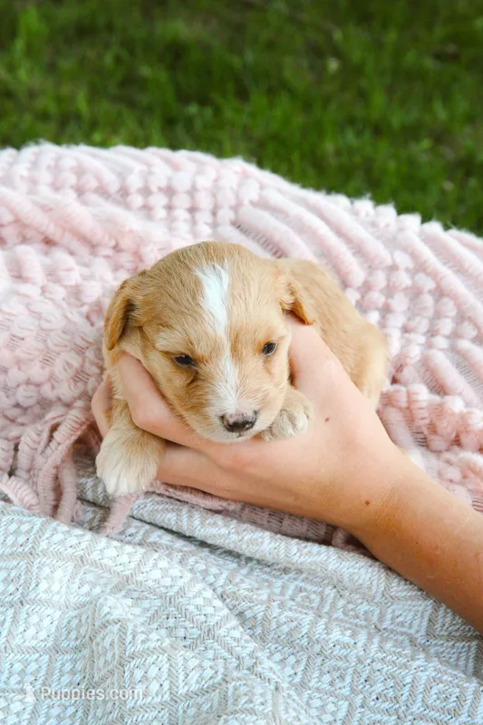 Honeybee  – Miniature Aussiedoodle puppy for sale in Charles City, IA