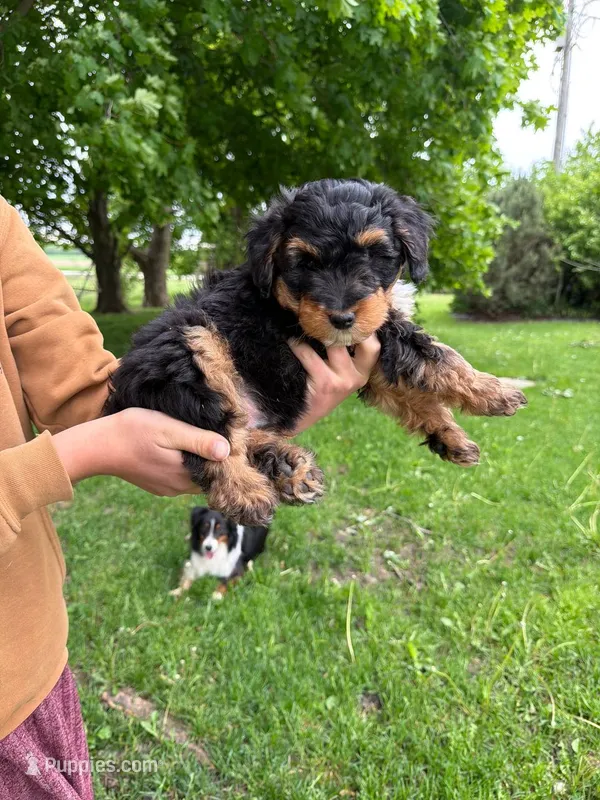 Pepsi – Miniature Aussiedoodle puppy for sale in Charles City, IA