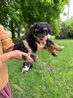 Pepsi, a male Miniature Aussiedoodle for sale in Charles City, IA – 1 of 4