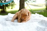 Mango, a male Miniature Aussiedoodle for sale in Charles City, IA – 2 of 8
