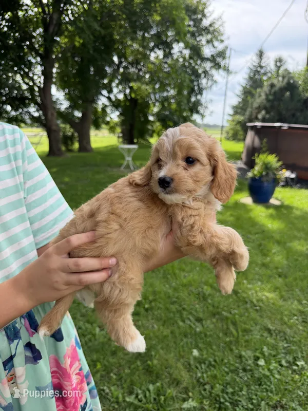 Honeybee  – Miniature Aussiedoodle puppy for sale in Charles City, IA