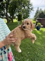 Honeybee , a female Miniature Aussiedoodle for sale in Charles City, IA – 1 of 10