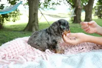 Iris, a female Miniature Aussiedoodle for sale in Charles City, IA – 4 of 9