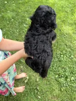 Pistachio , a male Miniature Aussiedoodle for sale in Charles City, IA – 4 of 10