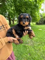 Pickles, a male Miniature Aussiedoodle for sale in Charles City, IA – 2 of 4