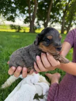 Iris, a female Miniature Aussiedoodle for sale in Charles City, IA – 7 of 9