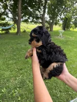 Pistachio , a male Miniature Aussiedoodle for sale in Charles City, IA – 3 of 10