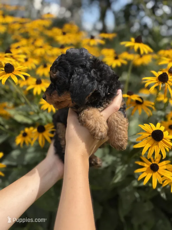 Taco – Miniature Aussiedoodle puppy for sale in Charles City, IA
