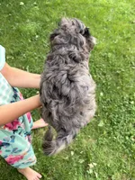 Iris, a female Miniature Aussiedoodle for sale in Charles City, IA – 3 of 10