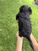 Benny, a male Miniature Aussiedoodle for sale in Charles City, IA – 3 of 8