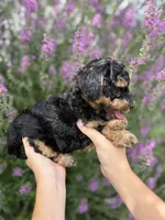 Peanut , a female Miniature Aussiedoodle for sale in Charles City, IA – 4 of 4