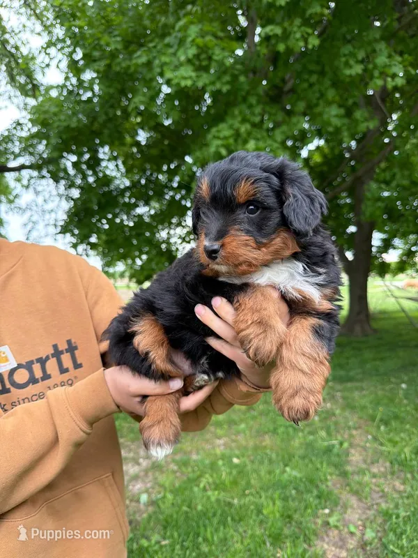 Patrick – Miniature Aussiedoodle puppy for sale in Charles City, IA