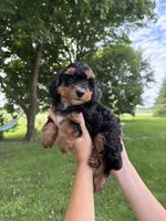 Jellybean, a male Miniature Aussiedoodle for sale in Charles City, IA – 2 of 6