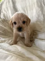 processed/82ff1839-8d3a-4974-b7a4-44545777db2e/listing/d04ade3f-b987-44da-ab1d-5e16d6283f6c/d451aedf-3a1d-4bf0-894a-0399c0f17c9b