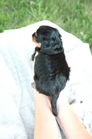 Pistachio , a male Miniature Aussiedoodle for sale in Charles City, IA – 3 of 8