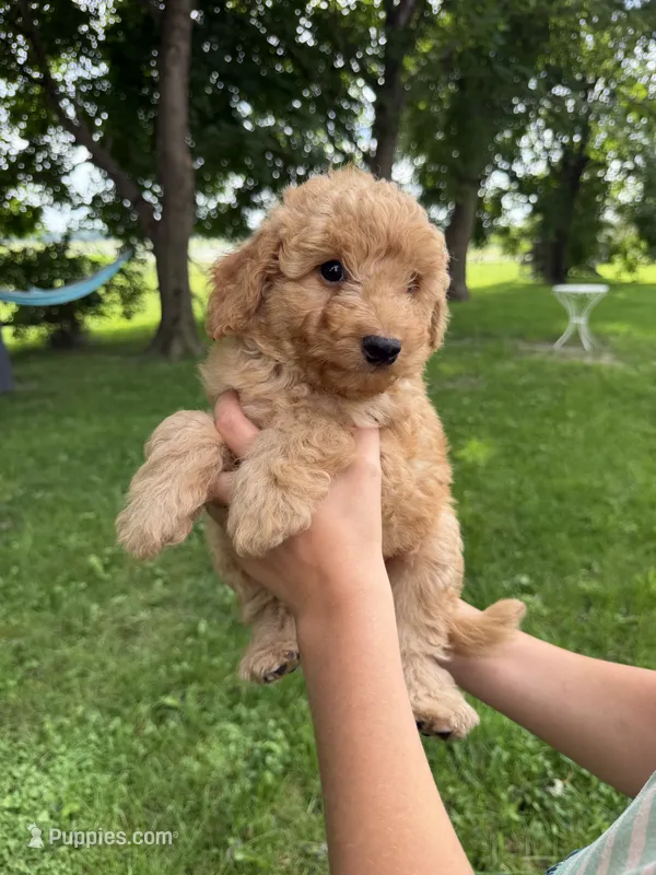 Mango – Miniature Aussiedoodle puppy for sale in Charles City, IA