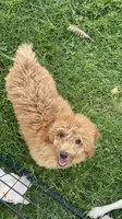 Iris, a female Miniature Aussiedoodle for sale in Charles City, IA – 6 of 9