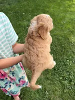Honeybee , a female Miniature Aussiedoodle for sale in Charles City, IA – 3 of 10