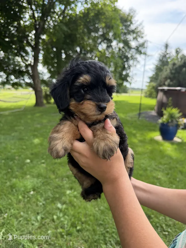 Pistachio  – Miniature Aussiedoodle puppy for sale in Charles City, IA