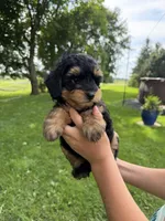 Pistachio , a male Miniature Aussiedoodle for sale in Charles City, IA – 1 of 10