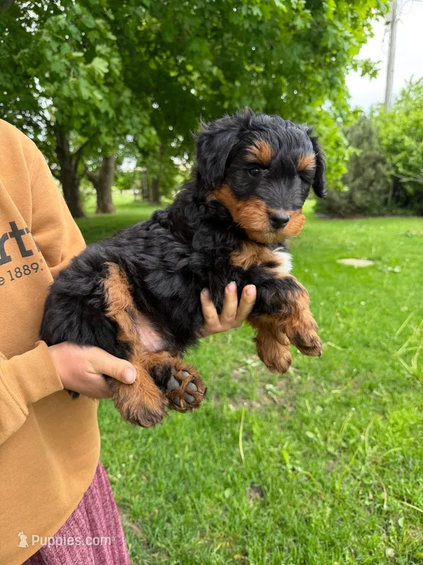 Pickles – Miniature Aussiedoodle puppy for sale in Charles City, IA