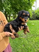 Pickles, a male Miniature Aussiedoodle for sale in Charles City, IA – 1 of 4