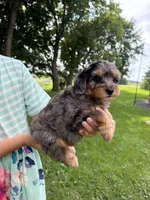 Iris, a female Miniature Aussiedoodle for sale in Charles City, IA – 2 of 10