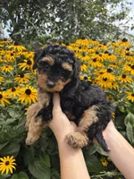 Kiki, a female Miniature Aussiedoodle for sale in Charles City, IA – 4 of 4