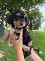 Benny, a male Miniature Aussiedoodle for sale in Charles City, IA – 6 of 8