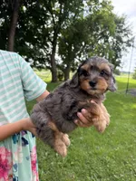 Iris, a female Miniature Aussiedoodle for sale in Charles City, IA – 4 of 10