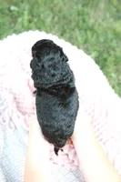 Lollipop , a female Miniature Aussiedoodle for sale in Charles City, IA – 4 of 6