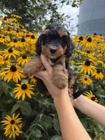 Jellybean, a male Miniature Aussiedoodle for sale in Charles City, IA – 4 of 6