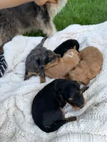 Mango, a male Miniature Aussiedoodle for sale in Charles City, IA – 6 of 8