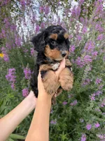 Jellybean, a male Miniature Aussiedoodle for sale in Charles City, IA – 6 of 6
