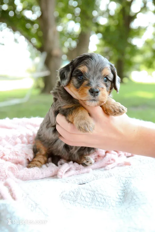 Iris – Miniature Aussiedoodle puppy for sale in Charles City, IA