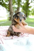 Iris, a female Miniature Aussiedoodle for sale in Charles City, IA – 1 of 9
