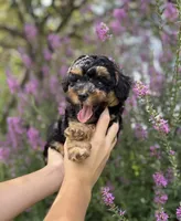 Peanut , a female Miniature Aussiedoodle for sale in Charles City, IA – 2 of 4