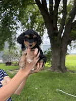 Benny, a male Miniature Aussiedoodle for sale in Charles City, IA – 5 of 8