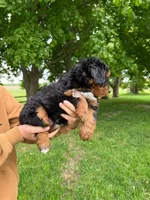Patrick, a male Miniature Aussiedoodle for sale in Charles City, IA – 3 of 5