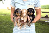 Honeybee , a female Miniature Aussiedoodle for sale in Charles City, IA – 3 of 7