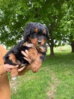Patrick, a male Miniature Aussiedoodle for sale in Charles City, IA – 2 of 5