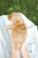 Mango, a male Miniature Aussiedoodle for sale in Charles City, IA – 3 of 8