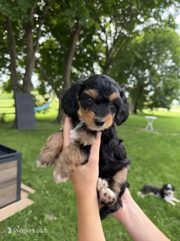 Benny – Miniature Aussiedoodle puppy for sale in Charles City, IA