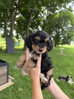 Benny, a male Miniature Aussiedoodle for sale in Charles City, IA – 1 of 8