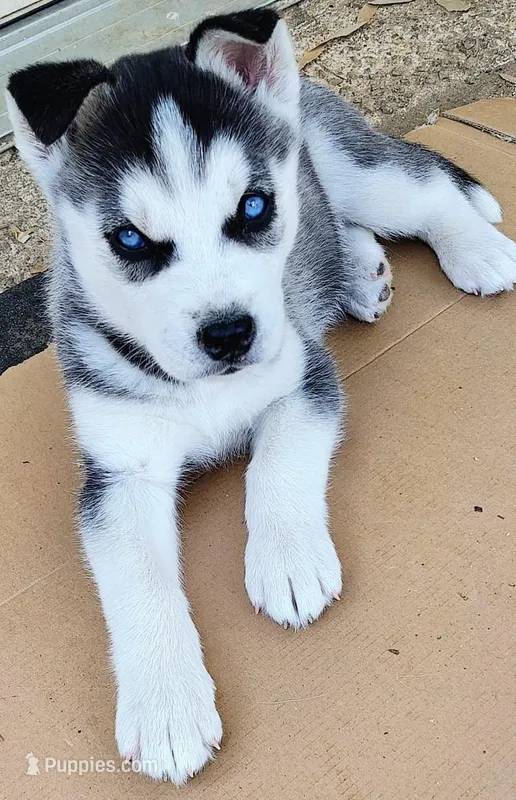 Yara – Siberian Husky puppy for sale in Atlanta, GA