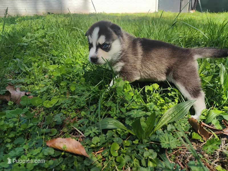 Yara – Siberian Husky puppy for sale in Atlanta, GA