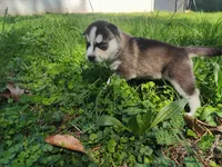 Yara, a female Siberian Husky for sale in Atlanta, GA – Photo 1 of 2
