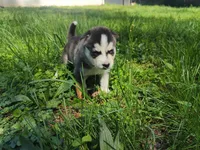 Yara, a female Siberian Husky for sale in Atlanta, GA – Photo 2 of 2