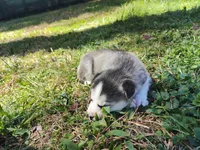 Luna, a female Siberian Husky for sale in Atlanta, GA – Photo 4 of 4
