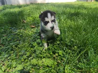 Luna, a female Siberian Husky for sale in Atlanta, GA – Photo 3 of 4